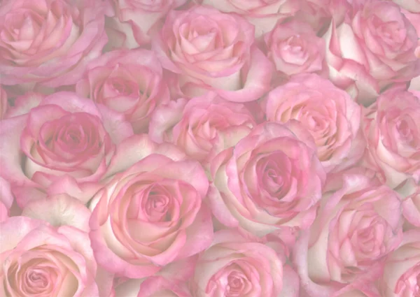 Бледный Абстрактный Цветочный Фон Розовых Цветов Стоковое Фото