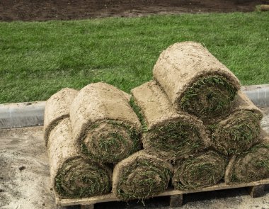 Parktaki çimlere serilmeye hazır.