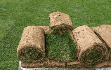 Parktaki çimlere serilmeye hazır.