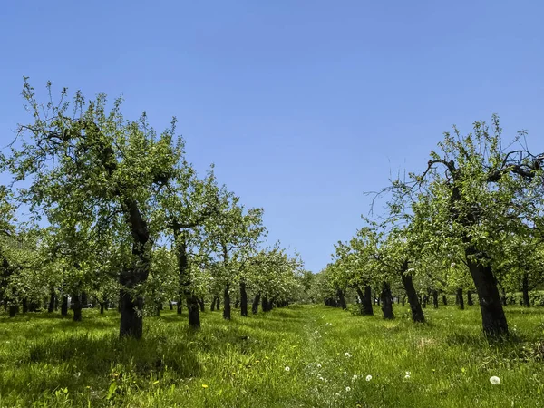 Gökyüzüne karşı elma bahçeleri