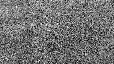 Bir yazıt için yeri olan çim arkaplanı