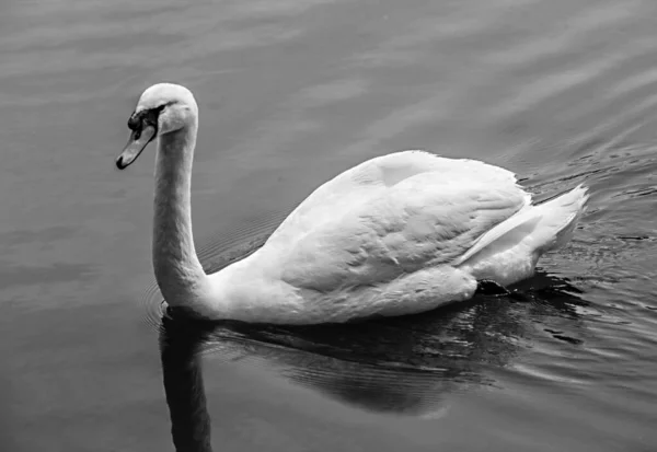 White Swan Swims Lake City Park — Stock Photo, Image