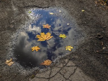 Yapraklar bir su birikintisinde ve gökyüzünün yansımasında