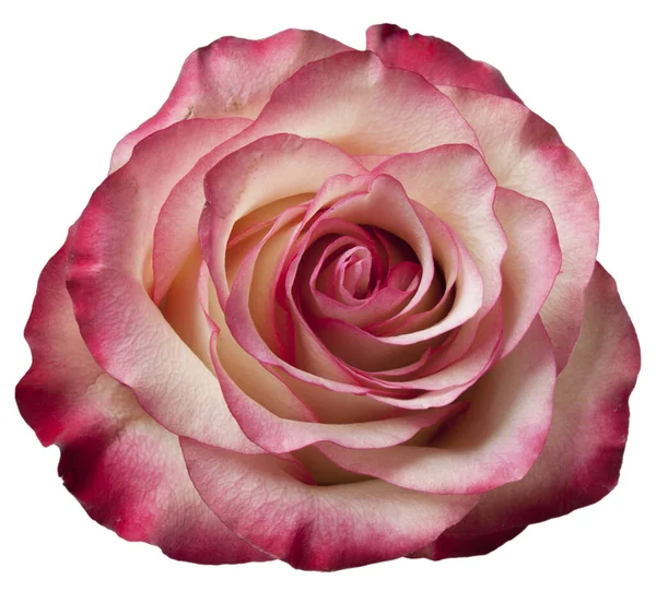 Floare Trandafir Mare Fundal Alb — Fotografie, imagine de stoc