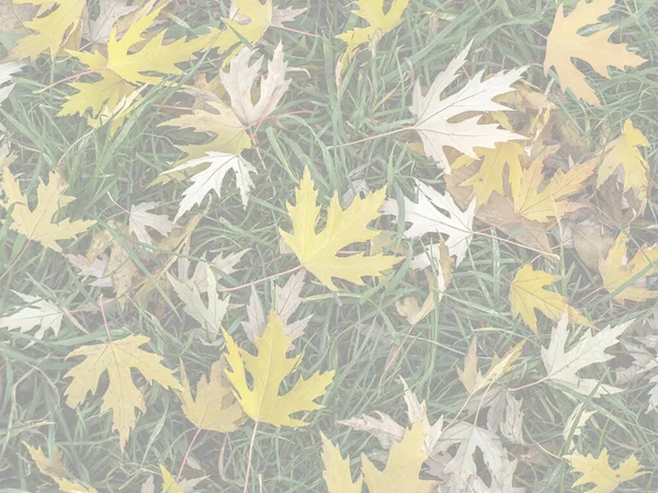 Yellow Fallen Maple Leaves Green Grass — Stock Photo, Image