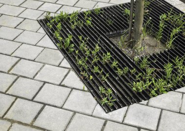 Şehir caddesinde bir ağaç için bir alan metal bir ızgara tarafından korunur.