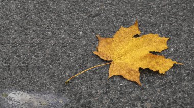 Sarı akçaağaç yaprağı asfalt üzerinde