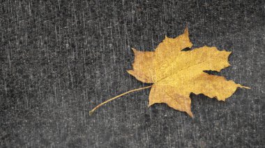 Sarı akçaağaç yaprağı asfalt üzerinde