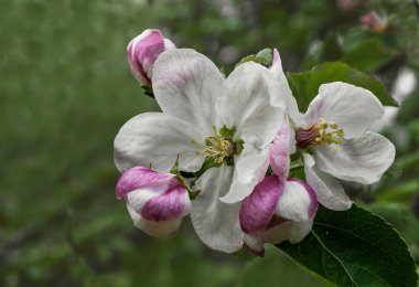 Çiçek açan elma ağaçları