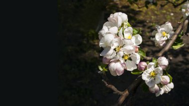 Apple tree flowers on a dark background clipart