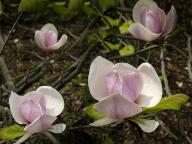 Tamamen açılmış pembe manolya çiçekleri.