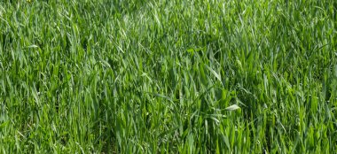 Bir yazıt için yeri olan çim arkaplanı