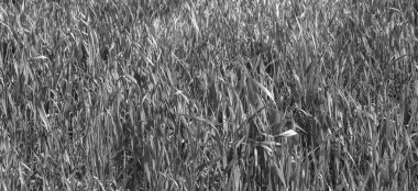 Bir yazıt için yeri olan çim arkaplanı