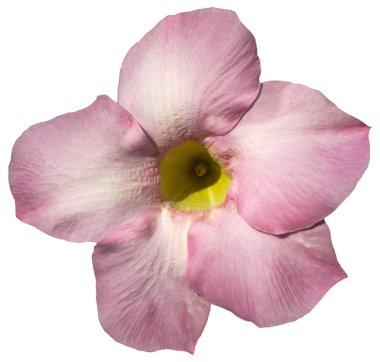 Beyaz arkaplanda Rio Dipladenia çiçeği