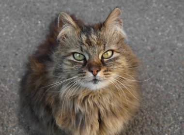 Kızıl bir kedinin yakın plan fotoğrafı.