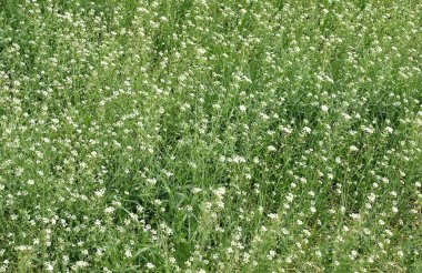 Bir yazıt için yeri olan çim arkaplanı