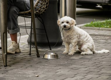 Küçük beyaz tüylü bir köpek bir sokak kafesinde bir masanın yanında oturuyor.