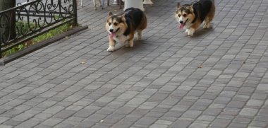 Sokakta yürüyen iki Galli Corgi köpeği.