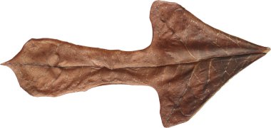 Beyaz arka planda ok şeklinde bir bitki yaprağı.