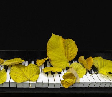 Düşen yapraklar siyah bir piyanonun açık klavyesinde yatıyor.