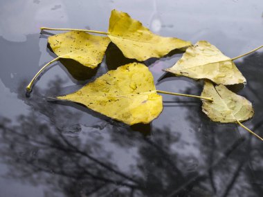 Sarı akçaağaç yaprakları ıslak araba camında