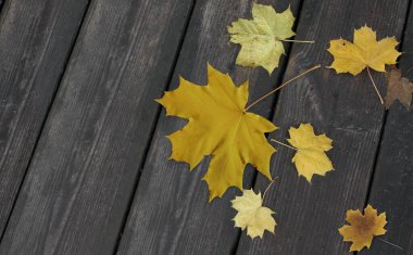 Düşen akçaağaç yapraklarından oluşan katman