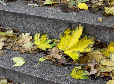 Düşen akçaağaç yaprakları merdivenlerin basamaklarında