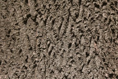 Yaşlı bir ağacın kabuğunun pürüzlü yüzeyi