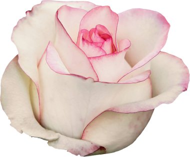 Beyaz arkaplanda büyük beyaz ve pembe gül çiçeği