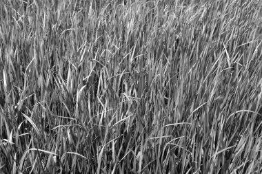 Japon kanı otlu bir park alanı Imperata silindiri