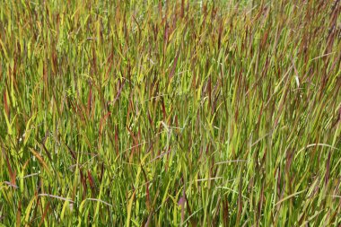Japon kanı otlu bir park alanı Imperata silindiri