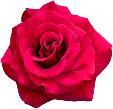 Beyaz arkaplanda büyük kırmızı gül çiçeği