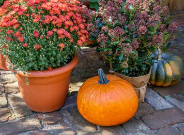 Autumn composition with pumpkins and chrysanthemums in pots