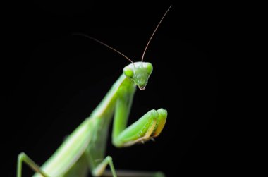 Siyah arkaplan üzerine peygamberdevesi (Mantis religiosa), fotoğrafa yakın çekim. Makro çekim.
