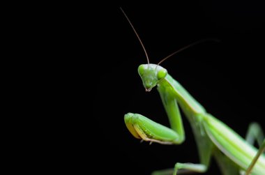 Siyah arkaplan üzerine peygamberdevesi (Mantis religiosa), fotoğrafa yakın çekim. Makro çekim.
