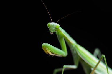 Siyah arkaplan üzerine peygamberdevesi (Mantis religiosa), fotoğrafa yakın çekim. Makro çekim.