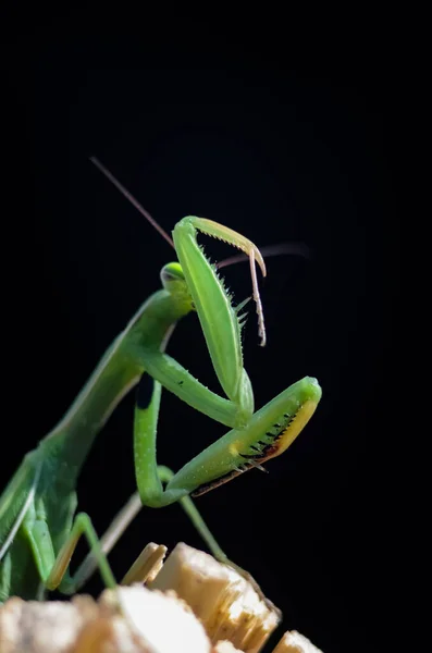 Προσευχή Mantis Mantis Religiosa Μαύρο Φόντο Closeup Της Φωτογραφίας Μακρο — Φωτογραφία Αρχείου