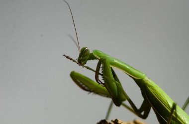Mantid (Mantid dini) gri arka planda, fotoğrafa yakın çekim. Makro çekim.
