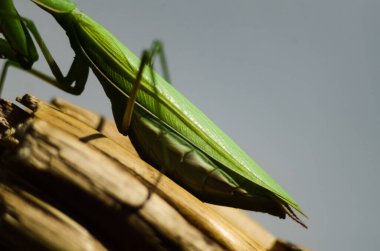 Mantid (Mantid dini) gri arka planda, fotoğrafa yakın çekim. Makro çekim.