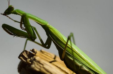 Mantid (Mantid dini) gri arka planda, fotoğrafa yakın çekim. Makro çekim.