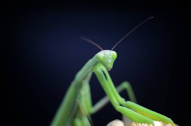 Siyah arkaplan üzerine peygamberdevesi (Mantis religiosa), fotoğrafa yakın çekim. Makro çekim.