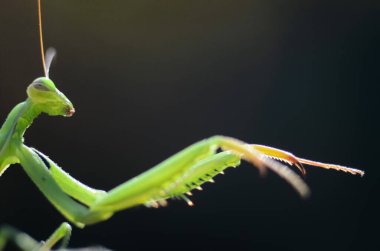 Siyah arkaplan üzerine peygamberdevesi (Mantis religiosa), fotoğrafa yakın çekim. Makro çekim.