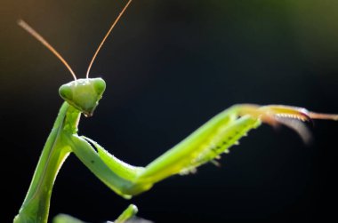Siyah arkaplan üzerine peygamberdevesi (Mantis religiosa), fotoğrafa yakın çekim. Makro çekim.