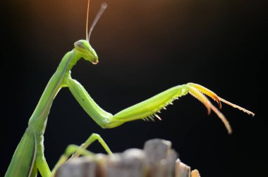 Siyah arkaplan üzerine peygamberdevesi (Mantis religiosa), fotoğrafa yakın çekim. Makro çekim.