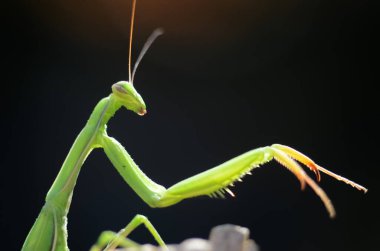 Siyah arkaplan üzerine peygamberdevesi (Mantis religiosa), fotoğrafa yakın çekim. Makro çekim.