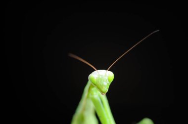 Siyah arkaplan üzerine peygamberdevesi (Mantis religiosa), fotoğrafa yakın çekim. Makro çekim.