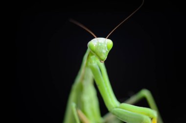 Siyah arkaplan üzerine peygamberdevesi (Mantis religiosa), fotoğrafa yakın çekim. Makro çekim.