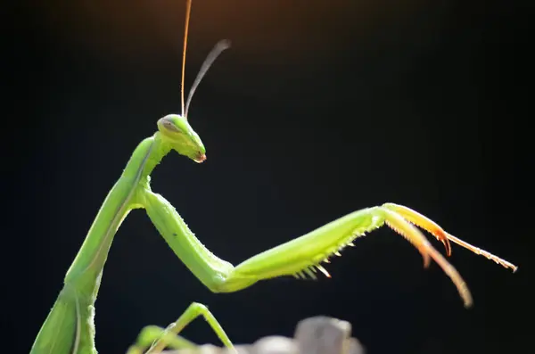 Bidden Mantis Mantis Religiosa Zwarte Achtergrond Close Van Foto Macro — Stockfoto