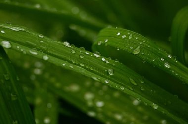 Çiyli yeşil çimenler çok yakın. Doğal yeşil arka plan. Yağmur damlaları. Su damlacıkları. Makro atış. Sığ alan derinliği.