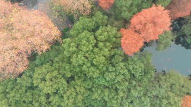 Hubei Wuhan Doğu Gölü Sahnesi Sonbahar Hava Fotoğrafçılık Sahnesi